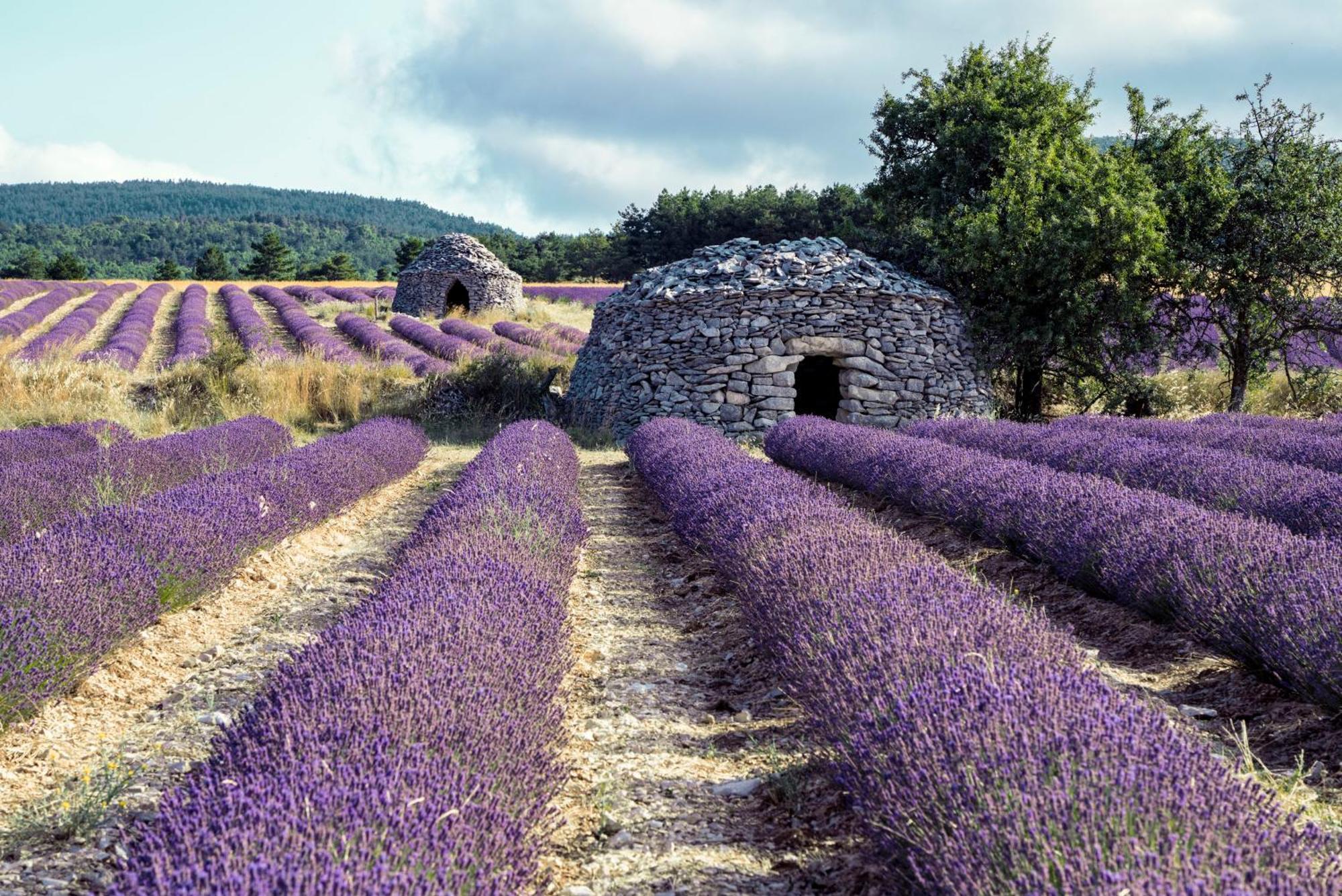 Le Cabanon Des Lavandes Entre Mont Ventoux Et Luberon Sault-de-Vaucluse Dış mekan fotoğraf